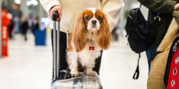 Essential Tips for Traveling Internationally with Pets